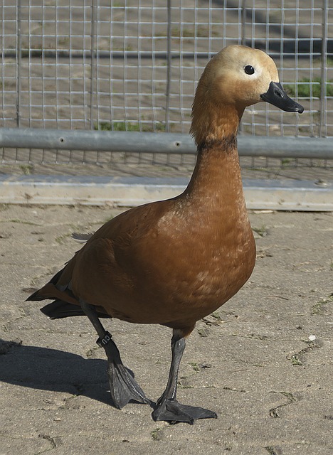 屢打破對手