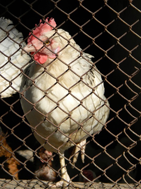 森林狼麦克丹尼尔斯表现火力全开！全场出战42分钟砍下27分.